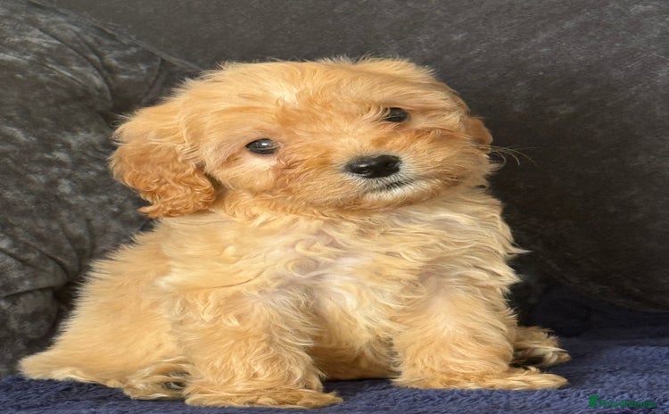 Maltipoo dogs - Advert 3