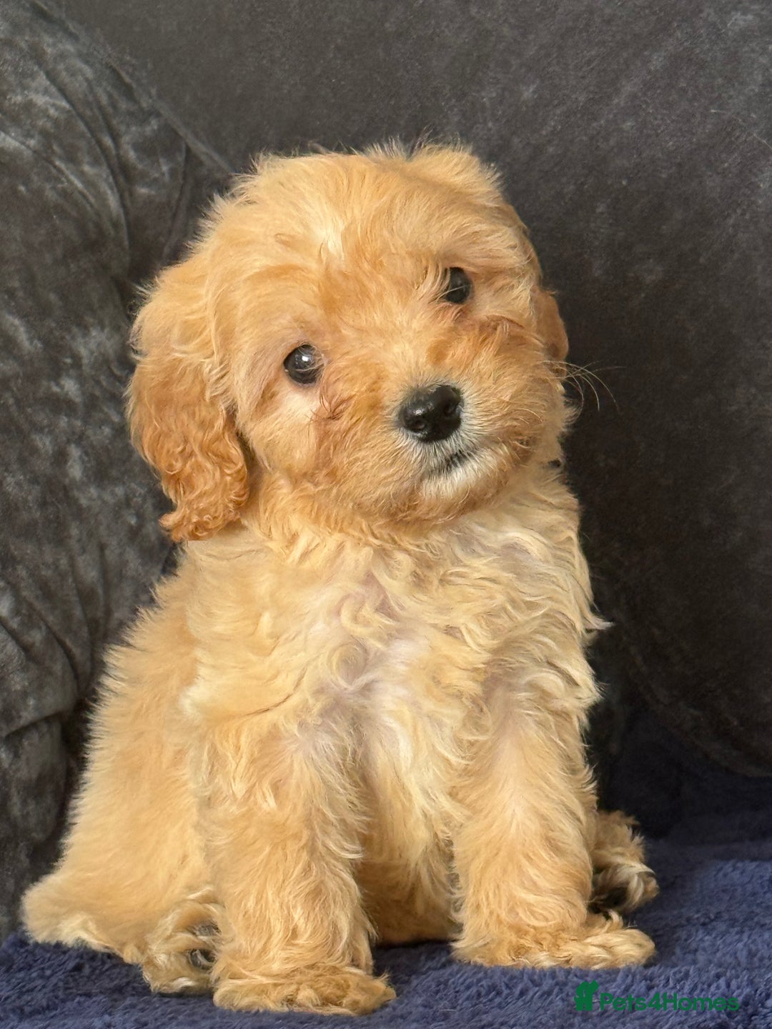 Maltipoo dogs for sale: Gorgeous healthy happy maltipoos ready now  - Image 1