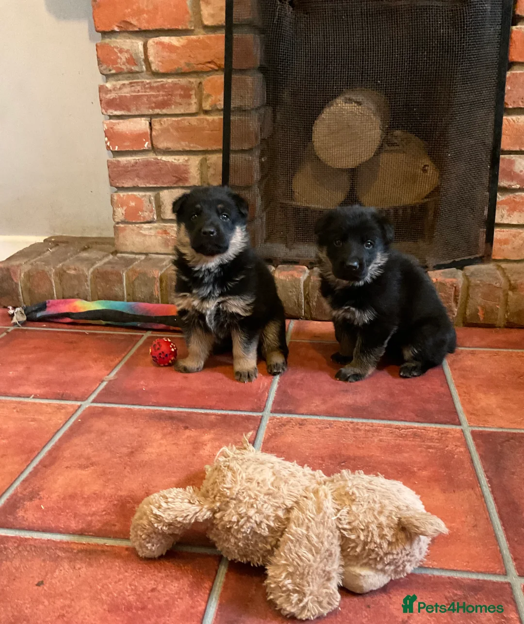 German Shepherd dogs for sale: Quality litter GSD @icepack kennels - Advert 2