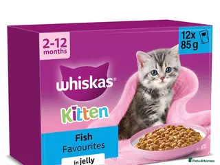 British Longhair cats British longhair and shorthair kittens - Advert 15