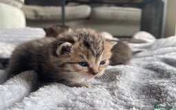 Scottish Fold cats for sale: Scottish fold kittens - Image 9
