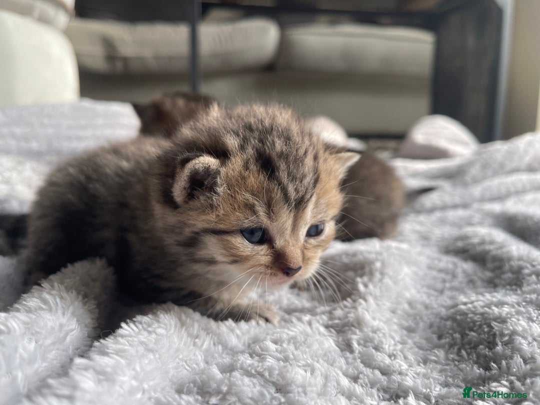 Scottish Fold cats for sale: Scottish fold kittens - Image 9