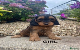 Cockapoo dogs for sale: 1 COCKAPOO BOY AVAILABLE! - Image 19