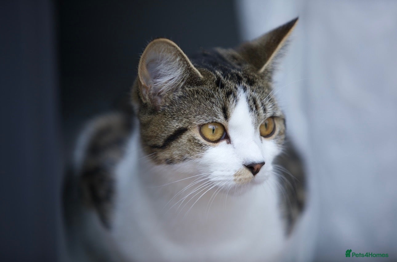 Mixed Breed cats Beautiful 1 year old female tabby - Advert 3