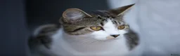 Mixed Breed cats for sale: Beautiful 1 year old female tabby in Bordon - Advert 1