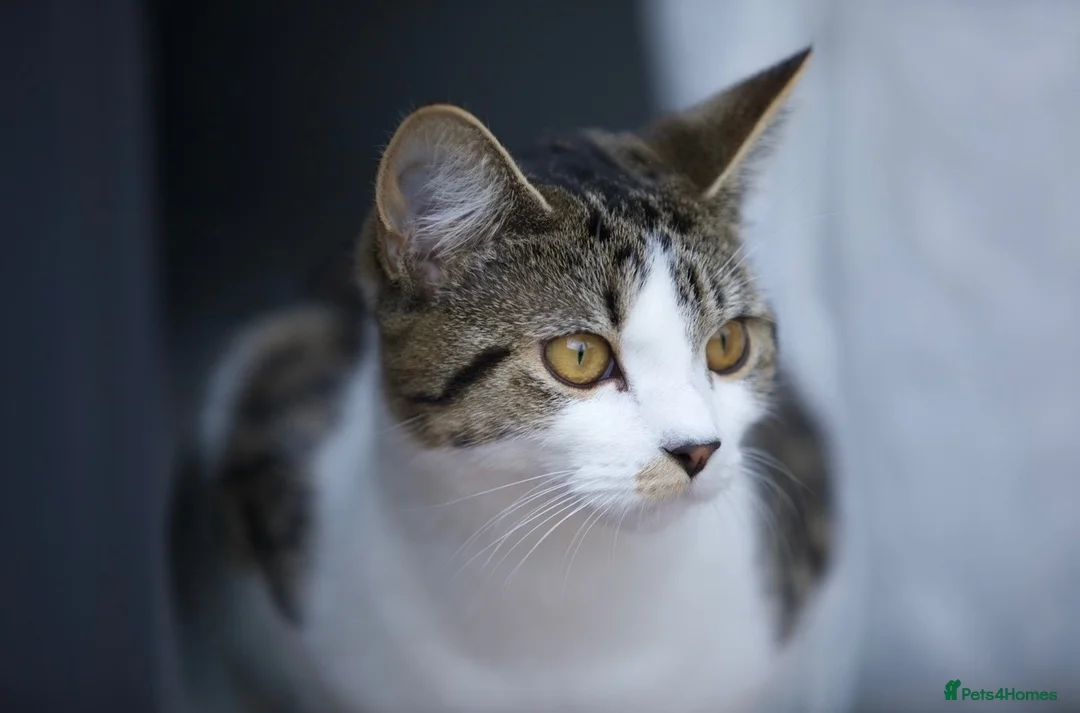 Mixed Breed cats for sale: Beautiful 1 year old female tabby in Bordon - Advert 1