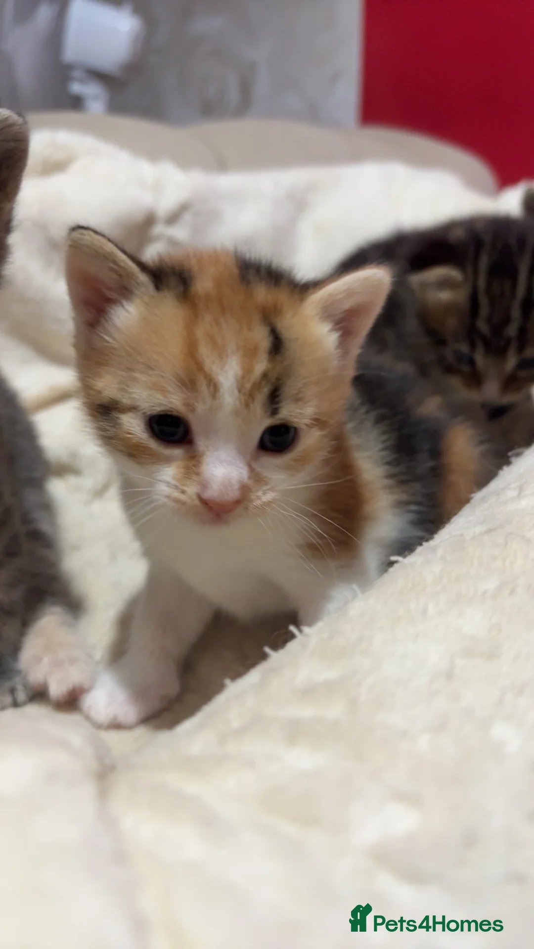 Mixed Breed cats for sale: 4 lovely healthy happy kittens - Advert 5