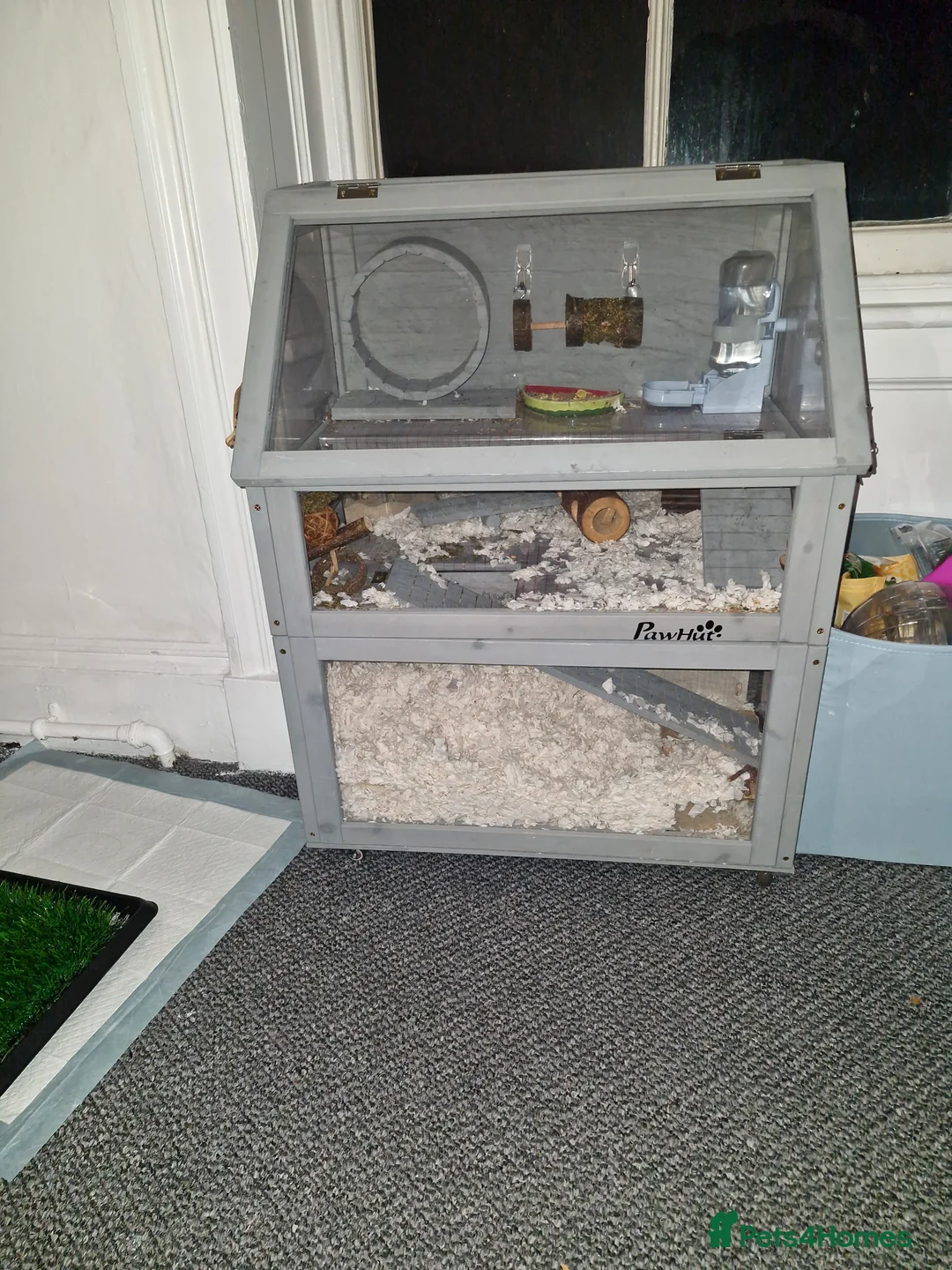 Hamster rodents for sale: Benson syrian hamster full set up - Advert 3