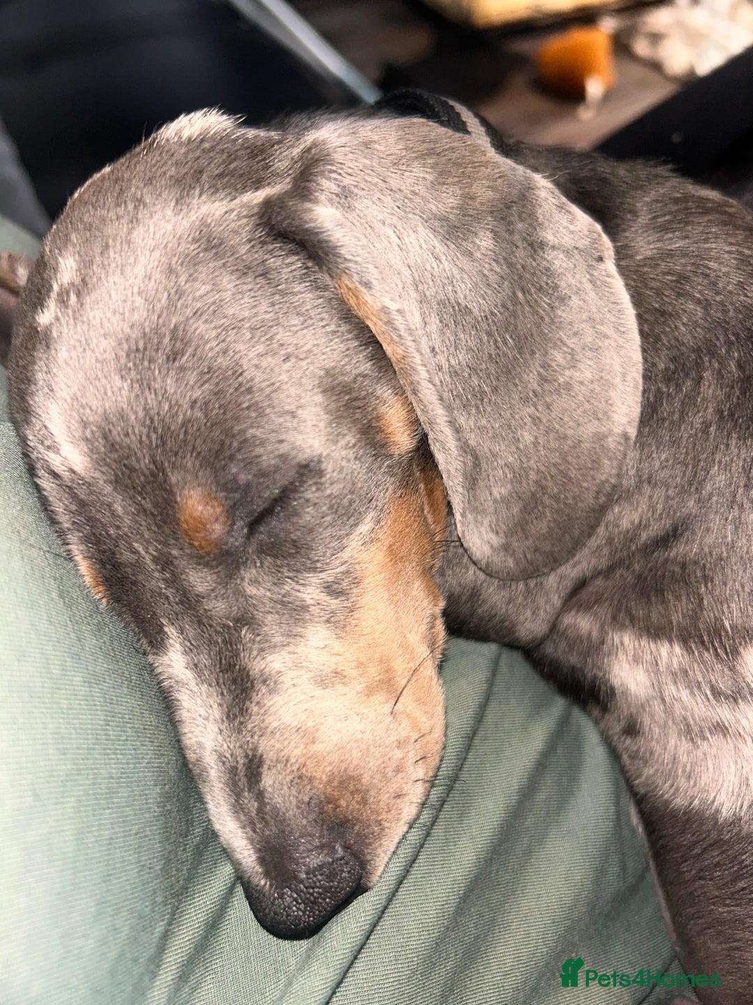 Dachshund dogs for sale: Rehome 4 month old puppy  - Image 1