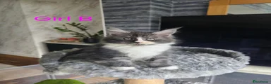 Maine Coon 2