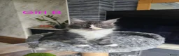 Maine Coon cats for sale: BEAUTIFUL MAIN COON KITTENS in Bolton - Advert 5