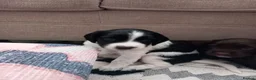 English Springer Spaniel dogs for sale: English Springer Spaniels Puppies  - Advert 2