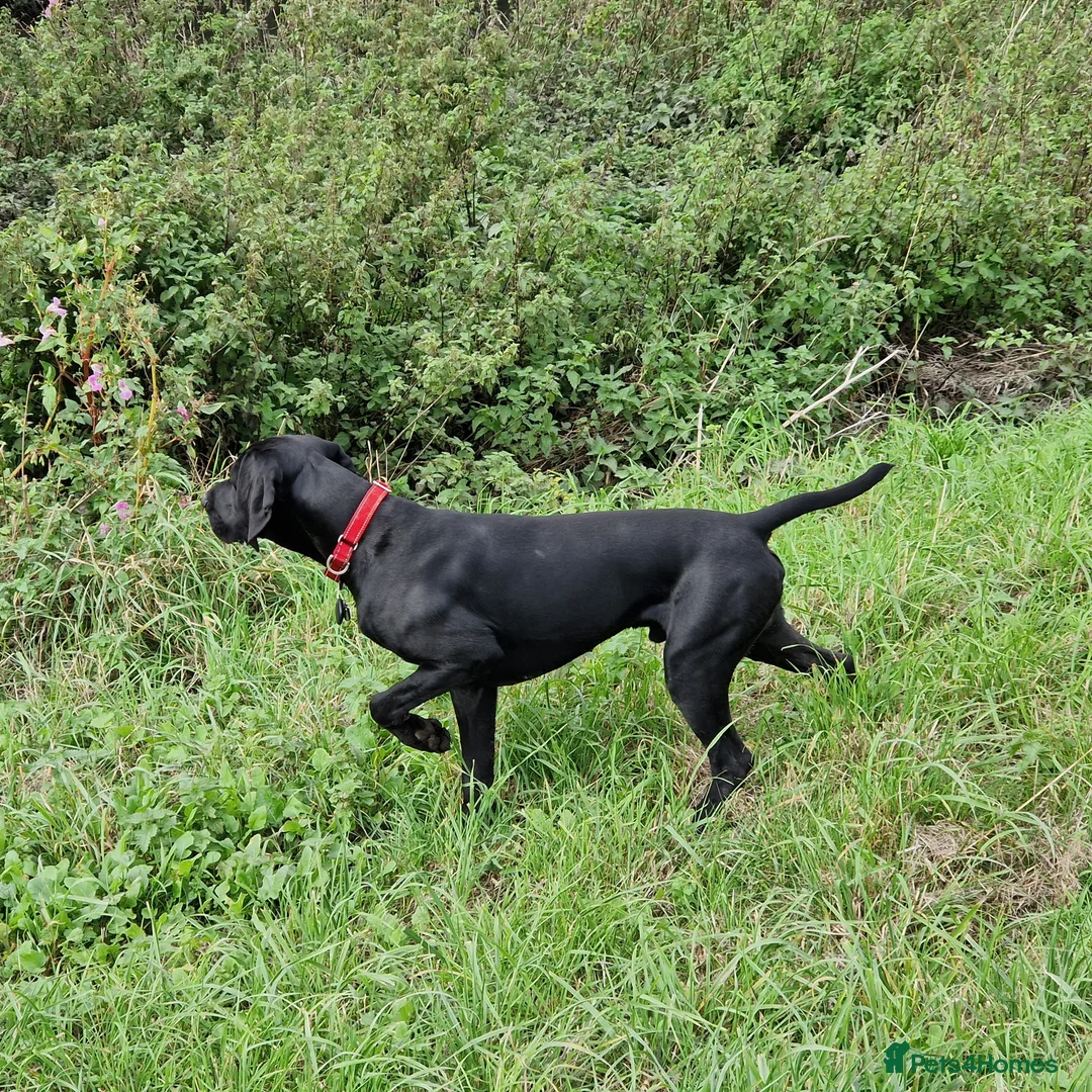German Shorthaired Pointer dogs for stud: Proven sire full KC Reg GSP 5th Generation in Liverpool - Advert 2
