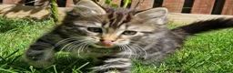 Mixed Breed cats for sale: Super Friendly Kittens for sale  in Edinburgh - Advert 4