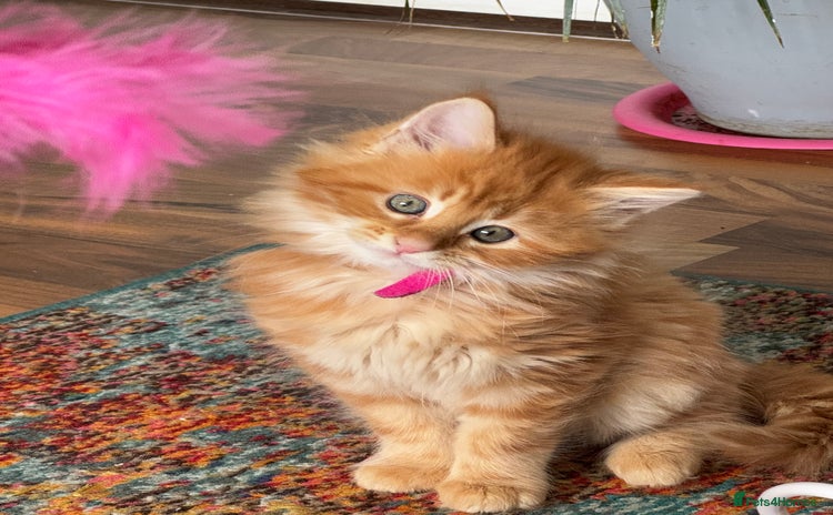 Maine Coon cats - Advert 13