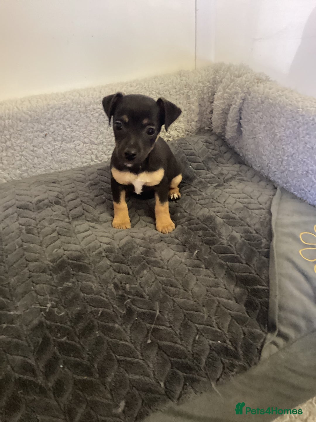Jack Russell dogs for sale: Jack Russell puppies  - Image 14