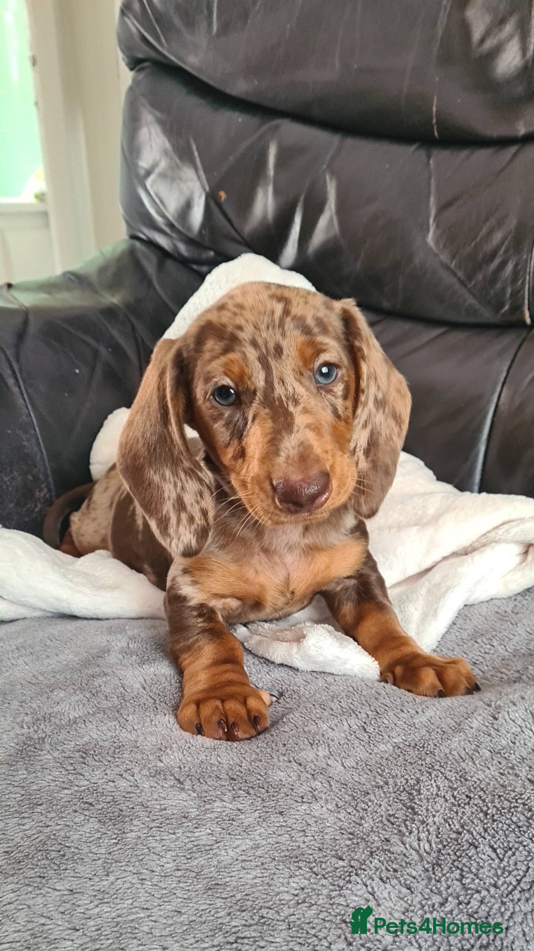 Miniature Dachshund dogs for sale: KC registered dapple miniature dachshunds  - Advert 2