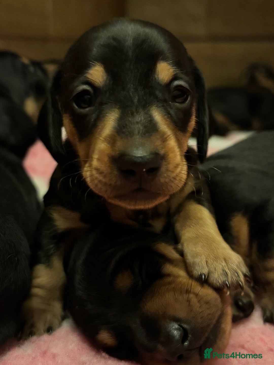 Miniature Dachshund dogs for sale: STUNNING MINI BOY - Advert 1