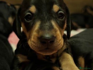 Miniature Dachshund dogs STUNNING MINI BOY - Advert 6