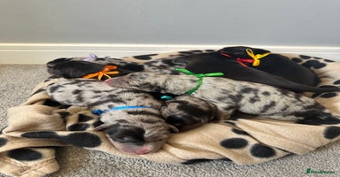 Mixed Breed dogs - Advert 4