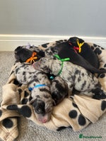 Mixed Breed dogs - Advert 6