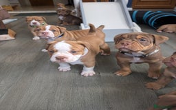 Olde English Bulldogge dogs for sale: READY NEXT WEEK! - OEB Puppies NEBBR ✅ 3rd Gen - Image 33