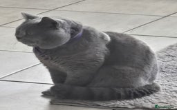 British Shorthair cats for sale: THREE MALE BRITISH SHORTHAIR KITTENS FOR SALE - Image 17