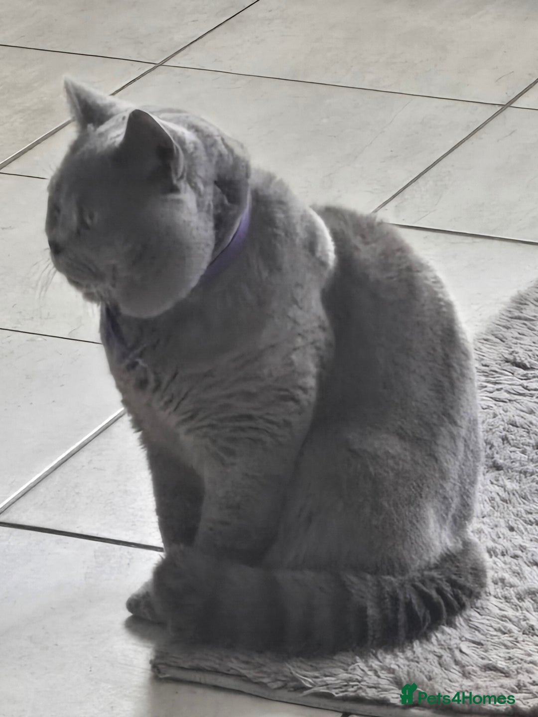 British Shorthair cats for sale: THREE MALE BRITISH SHORTHAIR KITTENS FOR SALE - Image 17