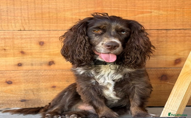 Mixed Breed dogs - Advert 3