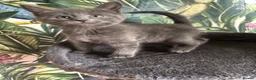 Mixed Breed cats for sale: Beautiful Maine coon mix kitten  in London - Advert 5