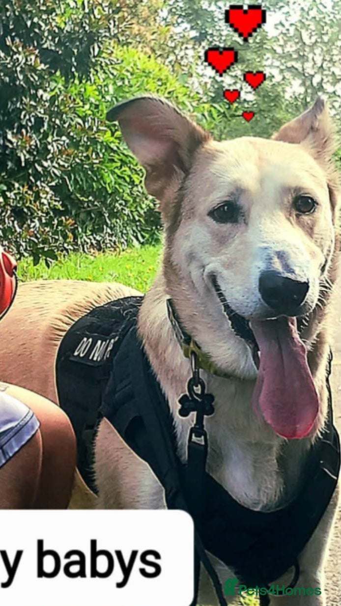 Alaskan Malamute dogs alaskan malamute mix - Advert 2