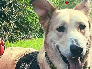 Alaskan Malamute dogs alaskan malamute mix - Advert 1