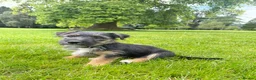 Jack Russell dogs for stud: Dog for stud  in Great Missenden - Advert 12