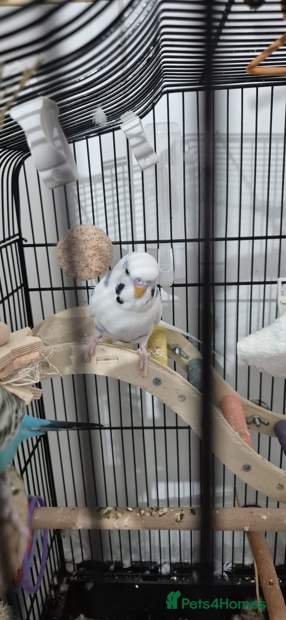 Budgerigars birds Two male budgies - Advert 4