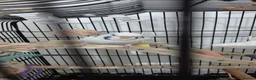Budgerigars birds for sale: Two male budgies - Advert 1