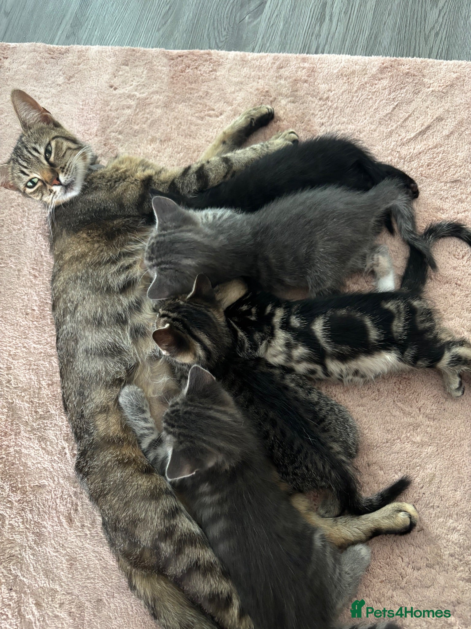 American Shorthair cats 2 stunning silver tabby boys - Advert 1