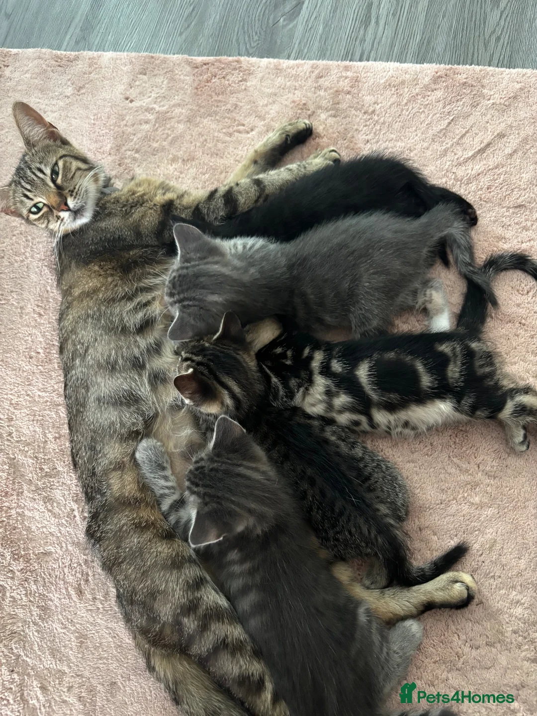 American Shorthair cats for sale: 2 stunning silver tabby boys - Advert 1