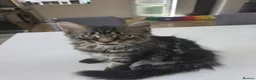 Maine Coon cats for sale: Ready now adorable maine coon Kittens 4bs & 1g - Advert 3