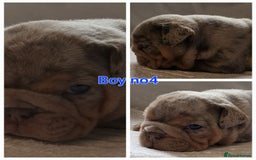 English Bulldog dogs for sale: Dwkc englìsh bulldog puppies  - Image 20