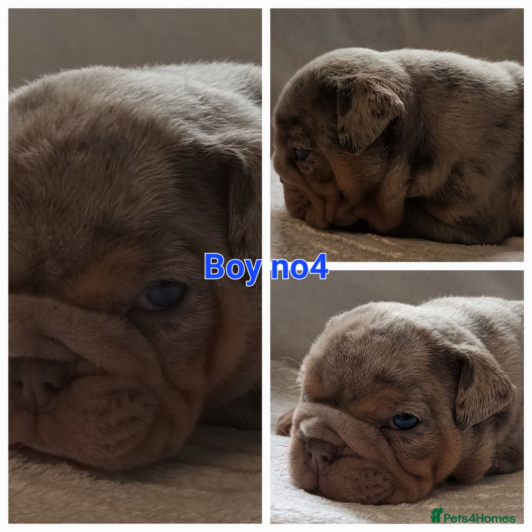 English Bulldog dogs for sale: Dwkc englìsh bulldog puppies  - Image 20