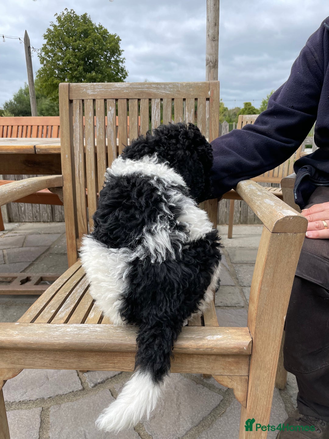 Standard Poodle dogs for sale: Standard Poodle x St Berdoodle  - Image 4