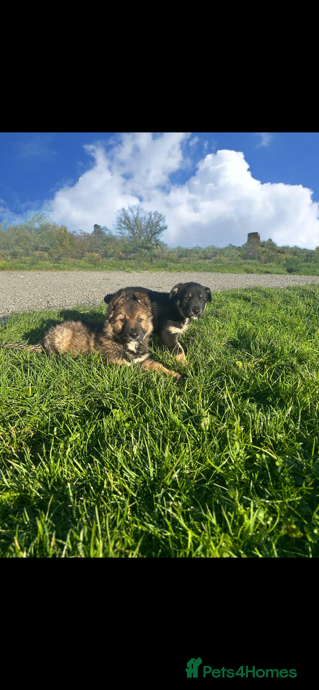 Mixed Breed dogs for sale: Gorgeous litter of Shollie puppies for sale - Advert 2