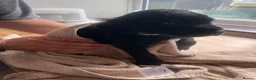 Labrador Retriever dogs for sale: Purebred Black Labrador - Advert 13