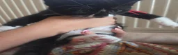 Mixed Breed cats for sale: Adorable Persian cross Tabby kittens  - Advert 13