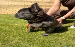 French Bulldog dogs for sale: REDUCED to £1000!!!Fluffy Frenchies in Edinburgh - Image 5