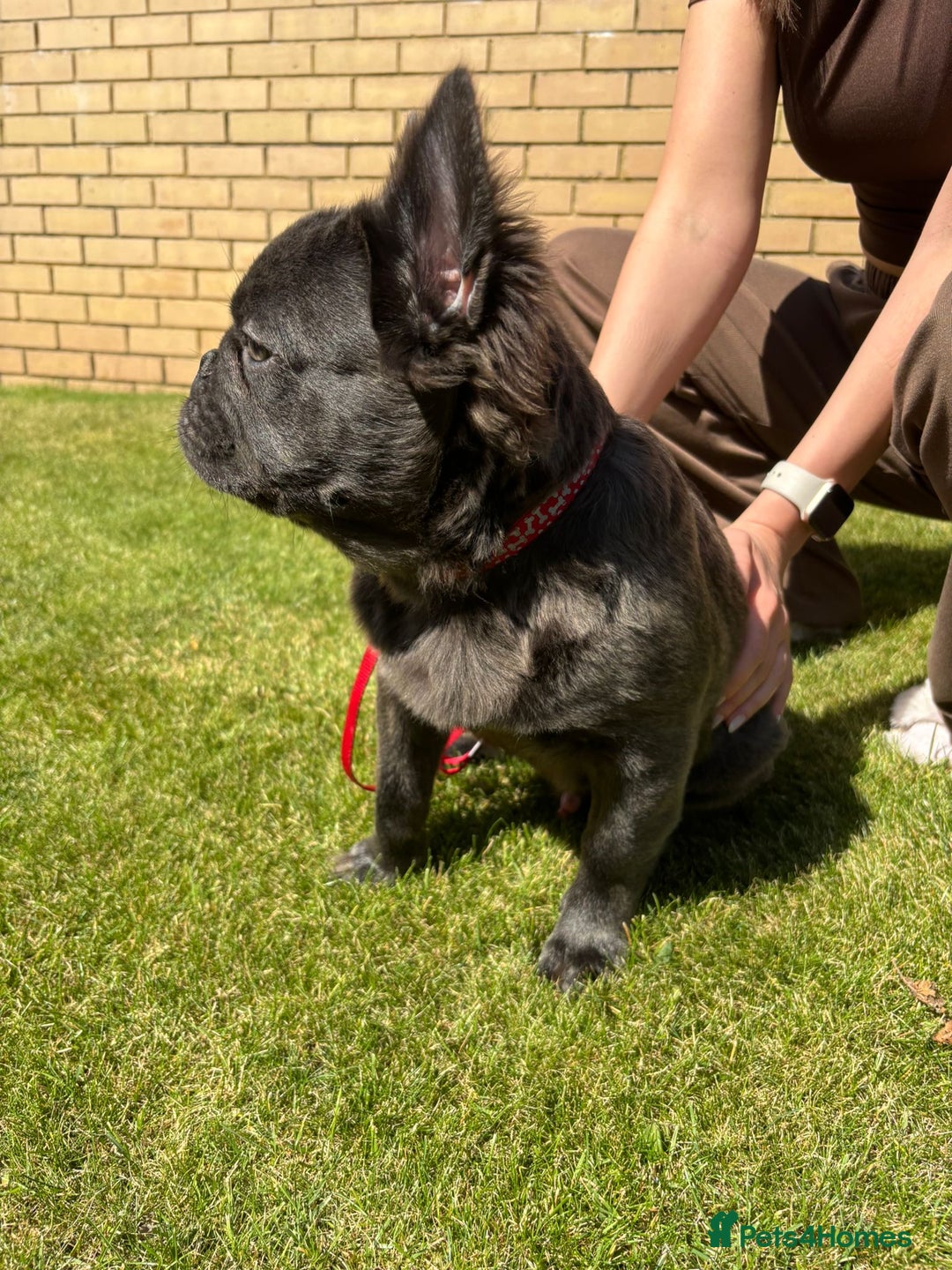 French Bulldog dogs for sale: REDUCED to £1000!!!Fluffy Frenchies in Edinburgh - Image 5