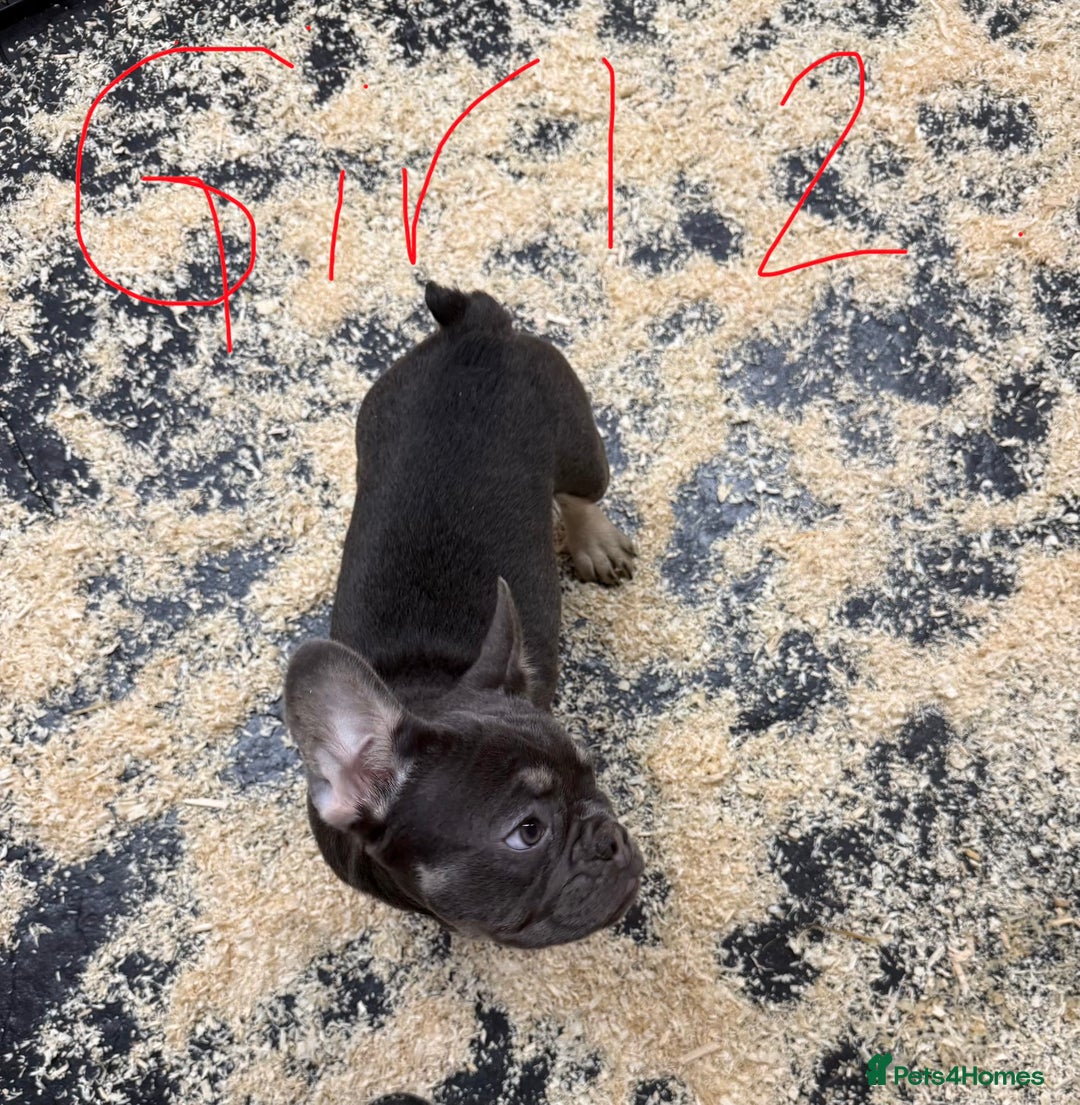 French Bulldog dogs for sale: Reduced French Bulldogs - Advert 12