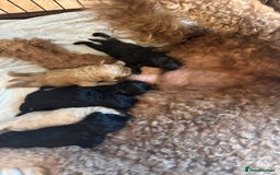 Standard Poodle dogs for sale: Beautiful pure bred Standard Poodle Puppies.  - Image 10