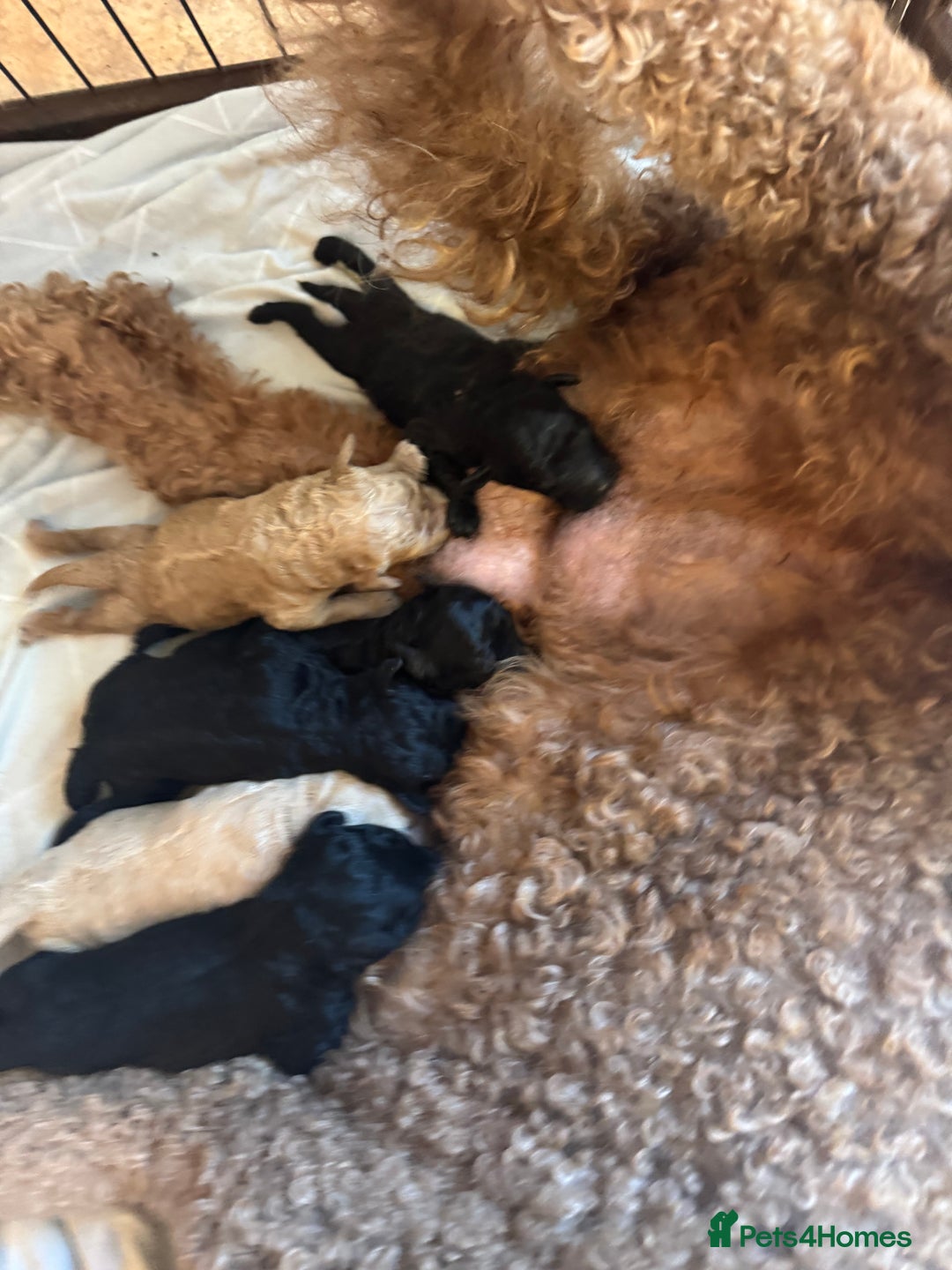 Standard Poodle dogs for sale: Beautiful pure bred Standard Poodle Puppies.  - Image 10