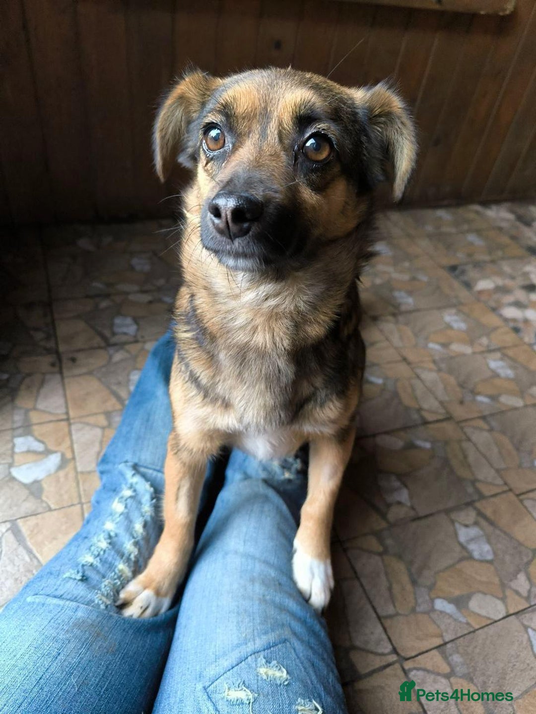 Mixed Breed dogs for adoption: 💖🐶 CHILLY 🐶💖 - Advert 16